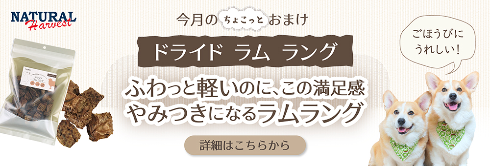今月のおためし
